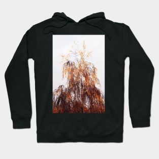 Autumn Birch Tree Hoodie